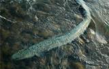 放生鱔魚注意事項(xiàng) 放生鱔魚注意事項(xiàng)
