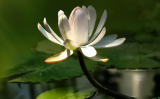放生的誤區(qū) 放生的誤區(qū)