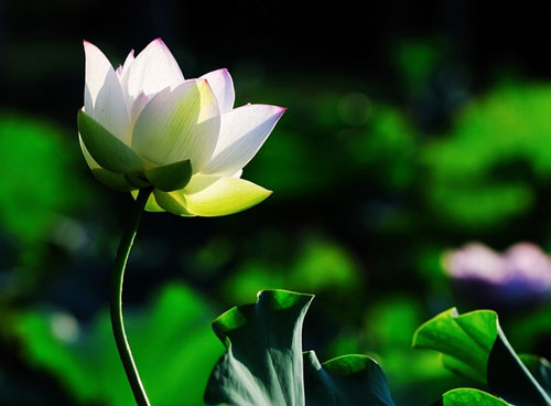ʧ옷ػڮ(dng)