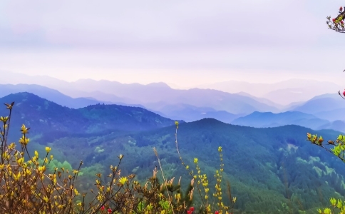 惠明茶屬于什么茶？金獎(jiǎng)惠明茶的發(fā)祥地與介紹