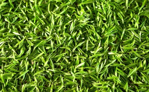 惠明茶屬于什么茶？金獎(jiǎng)惠明茶的發(fā)祥地與介紹