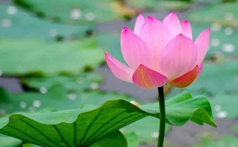 Ӳܽааķ