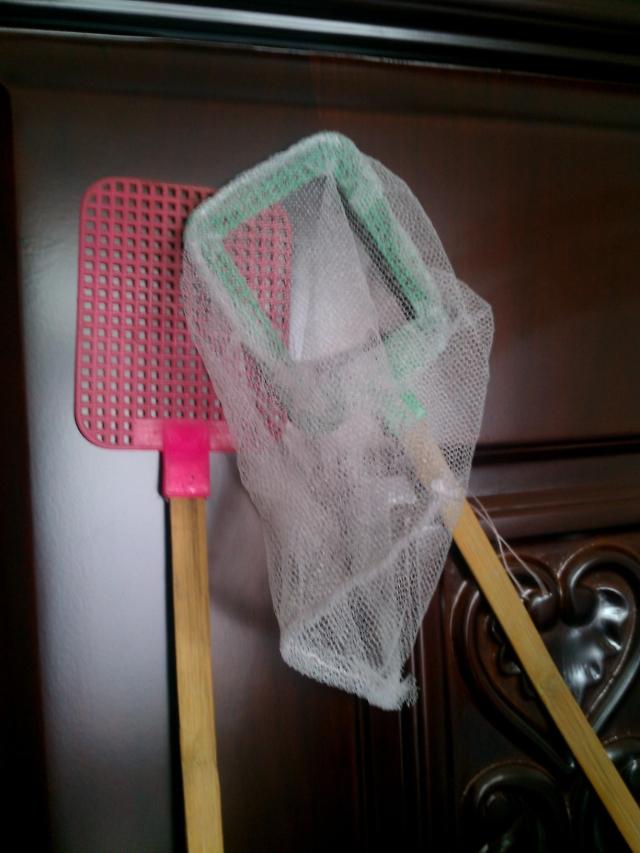放生蒼蠅拍