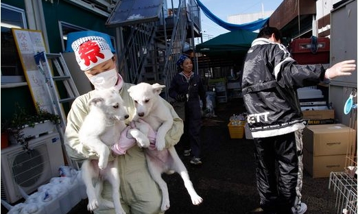 日本保護(hù)組織對(duì)寵物進(jìn)入核輻射拯救動(dòng)物